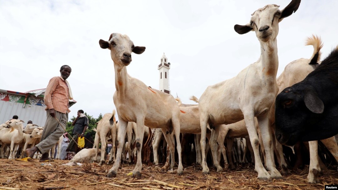 FILE - Somali people buy goats at a livestock market in Mogadishu, Somalia, Aug. 10, 2019. 