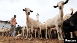 FILE - Somali people buy goats at a livestock market in Mogadishu, Somalia, Aug. 10, 2019. 