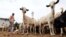 FILE - Somali people buy goats at a livestock market in Mogadishu, Somalia, Aug. 10, 2019. 