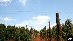 베트남의 후추 농장