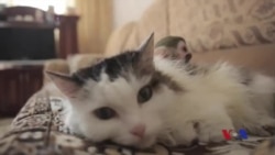 ထူးခြားဆန်းပြားသတင်းများ