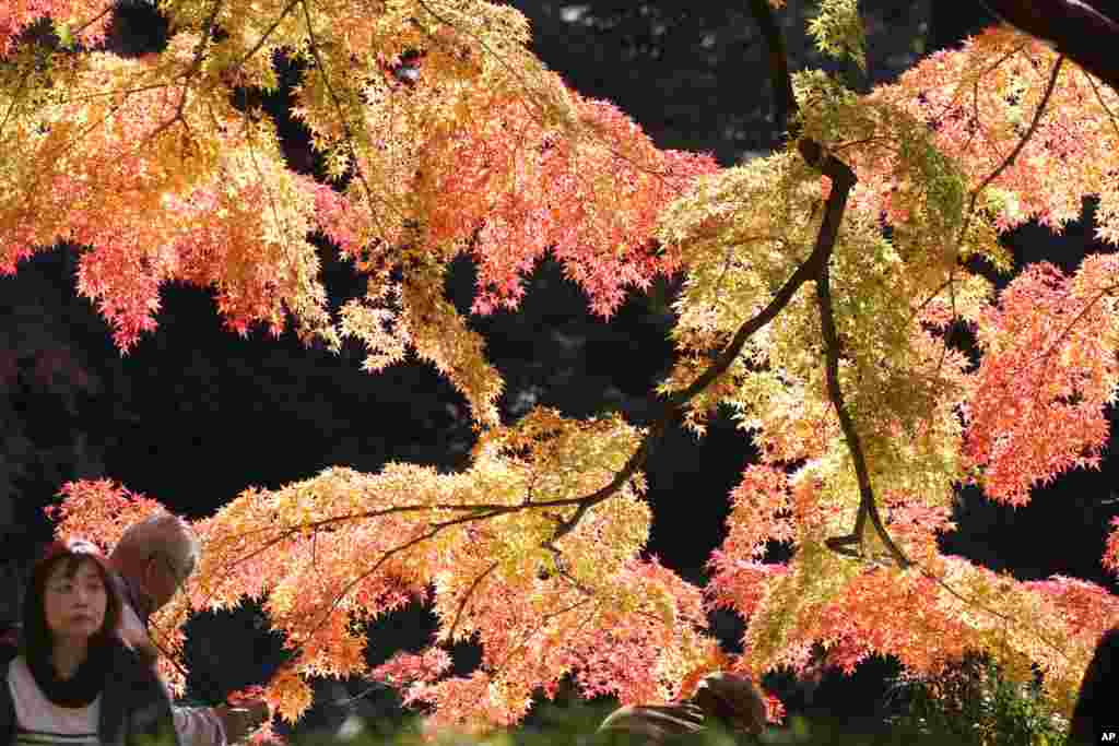 People visit the Koishikawa Korakuen Gardens in Tokyo, Japan, to enjoy the autumn colors.