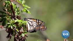 VOA Films Illegal Logging in Monarch Butterfly’s Sanctuary in Mexico