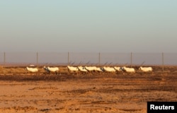 Oryx Arab yang diimpor dari Abu Dhabi berkeliaran di Suaka Margasatwa Shaumari setelah dilepasliarkan di Azraq, Yordania, 13 Februari 2022. (REUTERS/Alaa Al Sukhni)