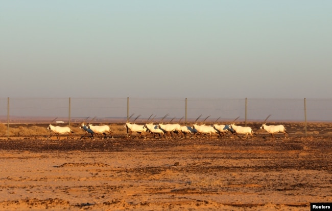 Oryx Arab yang diimpor dari Abu Dhabi berkeliaran di Suaka Margasatwa Shaumari setelah dilepasliarkan di Azraq, Yordania, 13 Februari 2022. (REUTERS/Alaa Al Sukhni)
