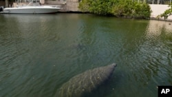 Manatees swim in a canal, Wednesday, Feb. 16, 2022, in Coral Gables, Fla. (AP Photo/Rebecca Blackwell)