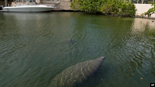 Manatees swim in a canal, Wednesday, Feb. 16, 2022, in Coral Gables, Fla. (AP Photo/Rebecca Blackwell)