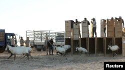 Anggota The Royal Society for the Conservation of Nature and Environment Agency- Abu Dhabi, melepaskan Oryx Arab yang diimpor dari Abu Dhabi di Suaka Margasatwa Shaumari di Azraq Jordan, 13 Februari 2022. (REUTERS/Alaa Al Sukhni)