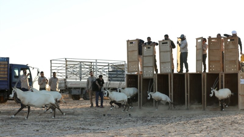 Yordania Lepasliarkan 20 Oryx Arab ke Suaka Margasatwa Shaumari