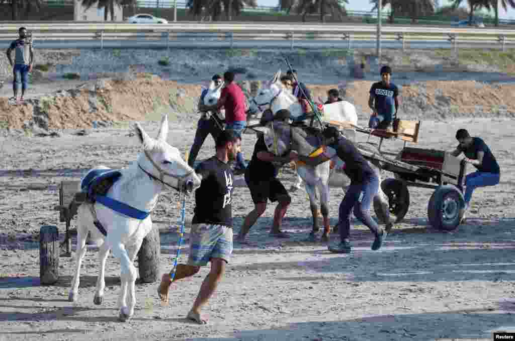 Team members try to hold onto their donkeys in the start-lane ahead of a weekly donkey race, in Saar, Bahrain.