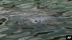 A manatee pokes its nose out of the water as it swims in a canal, Wednesday, Feb. 16, 2022, in Coral Gables, Fla. (AP Photo/Rebecca Blackwell)