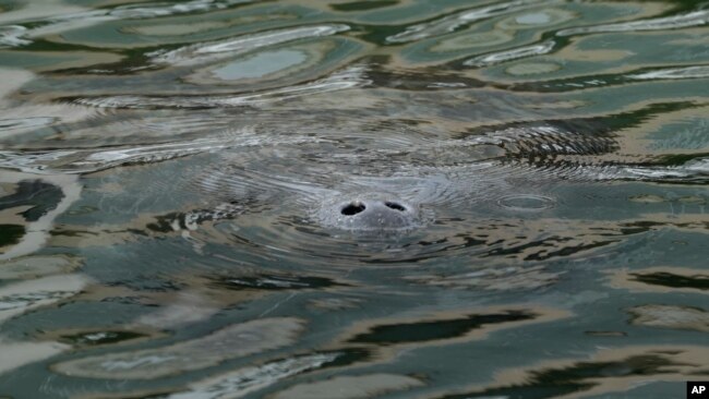 A manatee pokes its nose out of the water as it swims in a canal, Wednesday, Feb. 16, 2022, in Coral Gables, Fla. (AP Photo/Rebecca Blackwell)