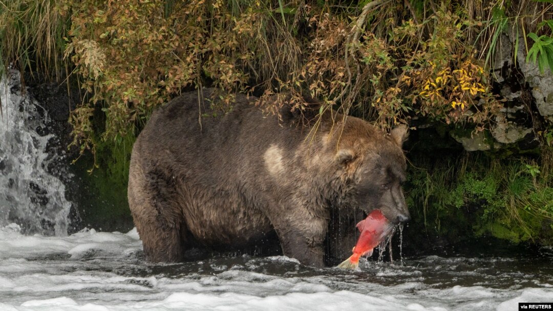FILE - A brown bear stands in a river successfully hunting for salmon, at Katmai National Park and Preserve, in Alaska, Sept. 16, 2021.