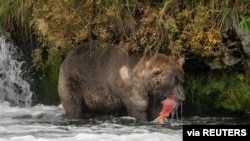 FILE - A brown bear stands in a river successfully hunting for salmon, at Katmai National Park and Preserve, in Alaska, Sept. 16, 2021.