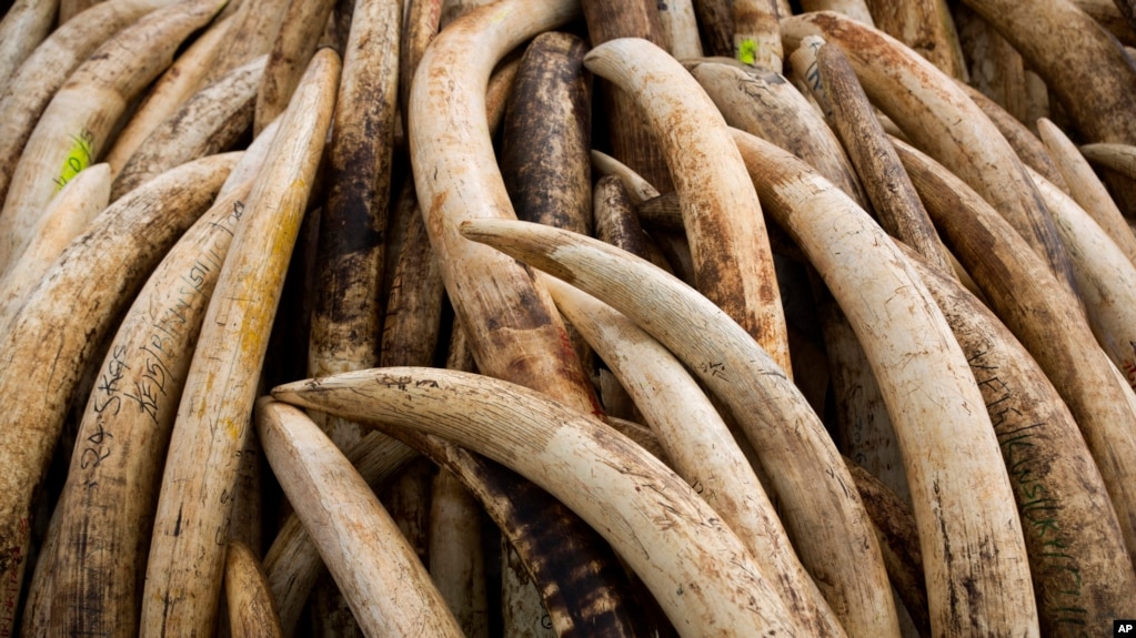 Elephant tusks are stacked in Nairobi National Park, Kenya on April 28, 2016. A recent report says that most large ivory seizures between 2002 and 2019 contained tusks from repeated poaching of the same elephant populations. (AP Photo/Ben Curtis, File)