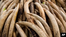Elephant tusks are stacked in Nairobi National Park, Kenya on April 28, 2016. A recent report says that most large ivory seizures between 2002 and 2019 contained tusks from repeated poaching of the same elephant populations. (AP Photo/Ben Curtis, File)