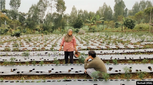 Meski harganya kian tinggi, sejumlah petani bertahan tidak menjual tanahnya.(Foto: VOA/Nurhadi)