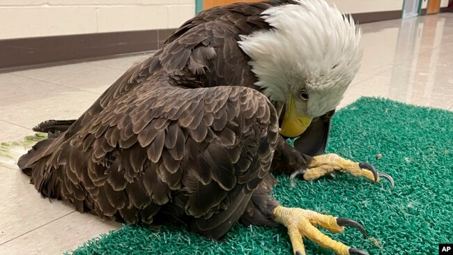 This undated photo provided by The University of Minnesota shows a lead-poisoned bald eagle in St. Paul, Minn.