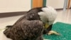 Nearly Half of US Bald Eagles Suffer Lead Poisoning
