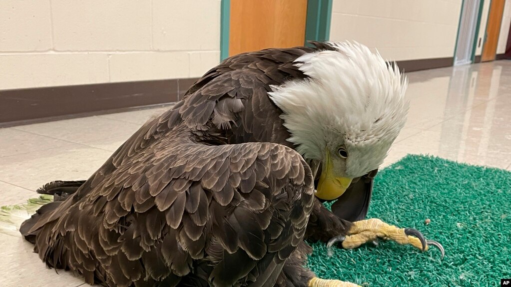 This undated photo provided by The University of Minnesota shows a lead-poisoned bald eagle in St. Paul, Minn.