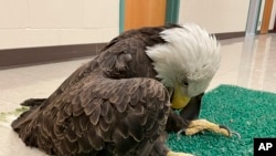 This undated photo provided by The University of Minnesota shows a lead-poisoned bald eagle in St. Paul, Minn.