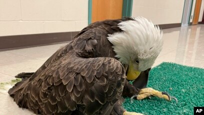 Birds of prey face global decline from habitat loss, poisons