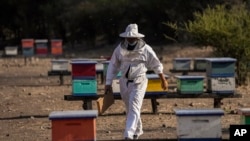 Beekeeper Marco Peralta works at his farm, Jan. 30, 2022. (AP Photo/Esteban Felix)