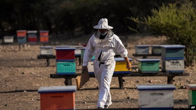 Beekeeper Marco Peralta works at his farm, Jan. 30, 2022. (AP Photo/Esteban Felix)