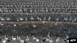 FILE - Storks gather over discarded plastic at the Tovlan landfill in the Jordan Valley, in the Israeli-occupied West Bank, Feb. 18, 2022. 