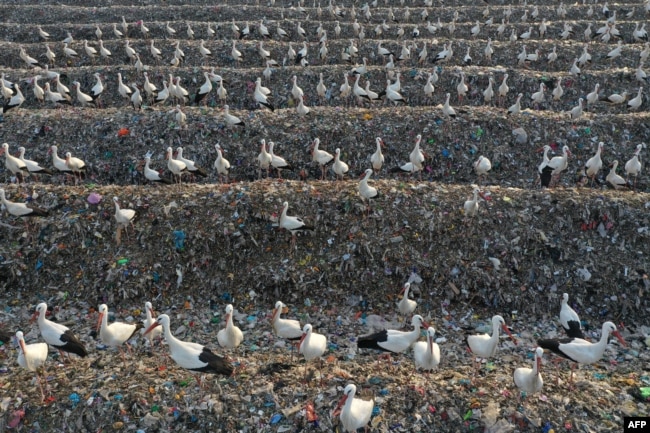 FILE - Storks gather over discarded plastic at the Tovlan landfill in the Jordan Valley, in the Israeli-occupied West Bank, Feb. 18, 2022. (Photo by MENAHEM KAHANA / AFP)