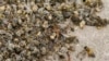 Dry Conditions, Poisons Killing Chile’s Bees