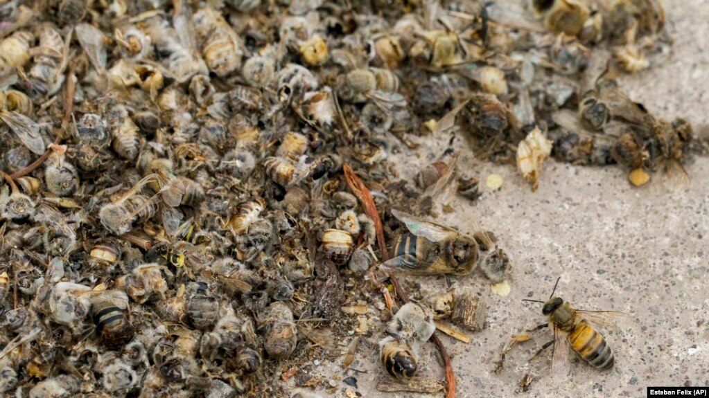 Dead bees lay on the ground next to a beehive at Carlos Peralta´s bee farm in Colina, Chile, Jan. 17, 2021. (AP Photo/Esteban Felix)