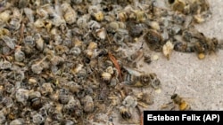 Dead bees lay on the ground next to a beehive at Carlos Peralta´s bee farm in Colina, Chile, Jan. 17, 2021. (AP Photo/Esteban Felix)