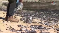 Հազարավոր սատկած սարդինաներ և անչոուսներ են ողողել Չիլիի լողափերից մեկը: 