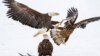 Nearly Half of US Bald Eagles Suffer Lead Poisoning
