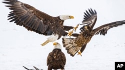 In this photo provided by Estelle Shuttleworth in February 2022, bald eagles compete for a deer carcass in Montana. Harmful levels of toxic lead were found in the bones of 46% of bald eagles sampled in 38 states.