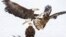 In this photo provided by Estelle Shuttleworth in February 2022, bald eagles compete for a deer carcass in Montana. Harmful levels of toxic lead were found in the bones of 46% of bald eagles sampled in 38 states.