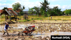 Krisis Beras di Negeri Penikmat Nasi