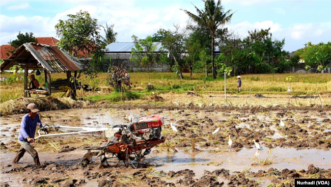 Petani membajak sawah di Sleman, Yogyakarta. Di kejauhan ekspansi bangunan mengancam. (Foto: VOA/Nurhadi)