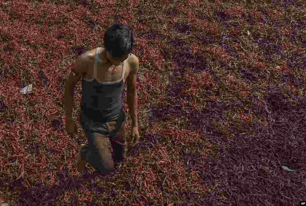 A worker cleans dried red chilies at a wholesale market in Hyderabad, India.