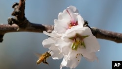 A bee approaches an almond blossom in an orchard near Woodland, Calif., Thursday, Feb. 17, 2022. (AP Photo/Rich Pedroncelli)