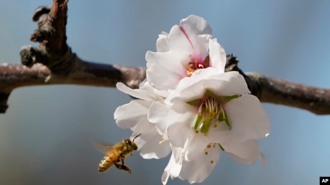 A bee approaches an almond blossom in an orchard near Woodland, Calif., Thursday, Feb. 17, 2022. (AP Photo/Rich Pedroncelli)