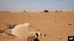 FILE - Drought-affected livestock walk toward a river near Biyolow Kebele, Ethiopia, Feb. 2, 2022.