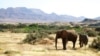 FILE - Elephants roam in Torra Conservancy in Namibia, June 17, 2014.