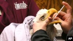 FILE - In this December 2021 photo provided by Tri-State Bird Rescue & Research, a bald eagle receives treatment at Tri-State Bird Rescue & Research in Newark, Del.