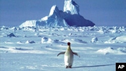 FILE - In this undated photo, a penguin appears in Antarctica during the southern hemisphere's summer season.