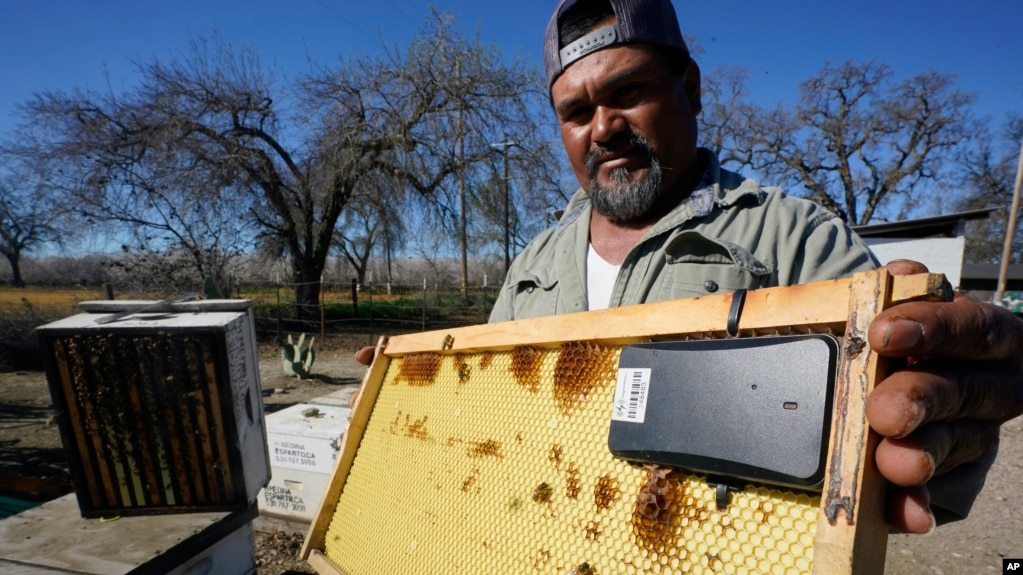 Beekeeper Helio Medina displays a beehive frame outfitted with a GPS locater that will be installed in one of the beehives he rents out, in Woodland, Calif., Thursday, Feb. 17, 2022. (AP Photo/Rich Pedroncelli)