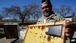 Beekeeper Helio Medina displays a beehive frame outfitted with a GPS locater that will be installed in one of the beehives he rents out, in Woodland, Calif., Thursday, Feb. 17, 2022. (AP Photo/Rich Pedroncelli)