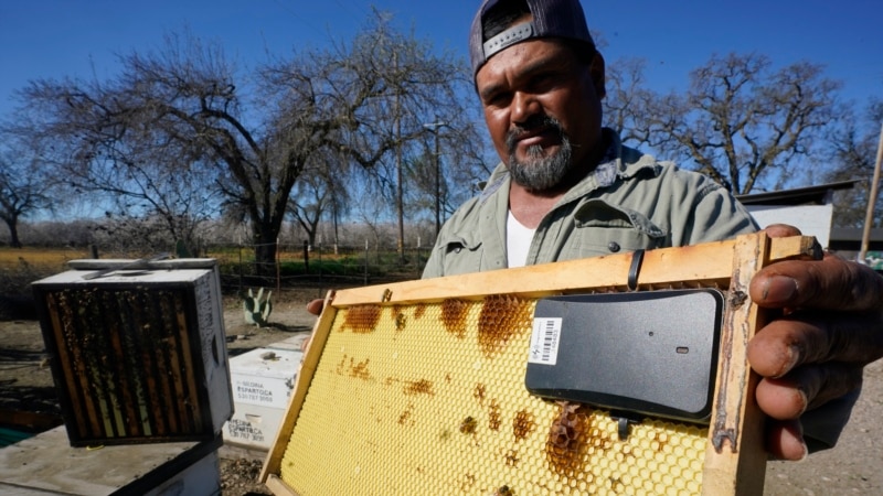 Beekeepers Turn to Technology to Prevent Hive Theft