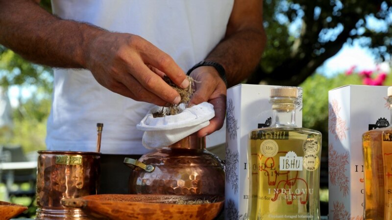 Elephant Waste Used to Make Alcoholic Drink